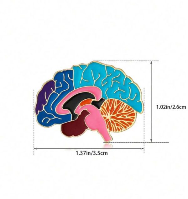 Estructura anatómica del esmalte cerebral Pin de solapa - Imagen 2